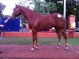 Inglis Easter Yearling Sale 2011 Lot 150 Flying Spur x Arkadina colt